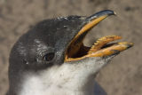 Gentoo Penguin (juvenile)